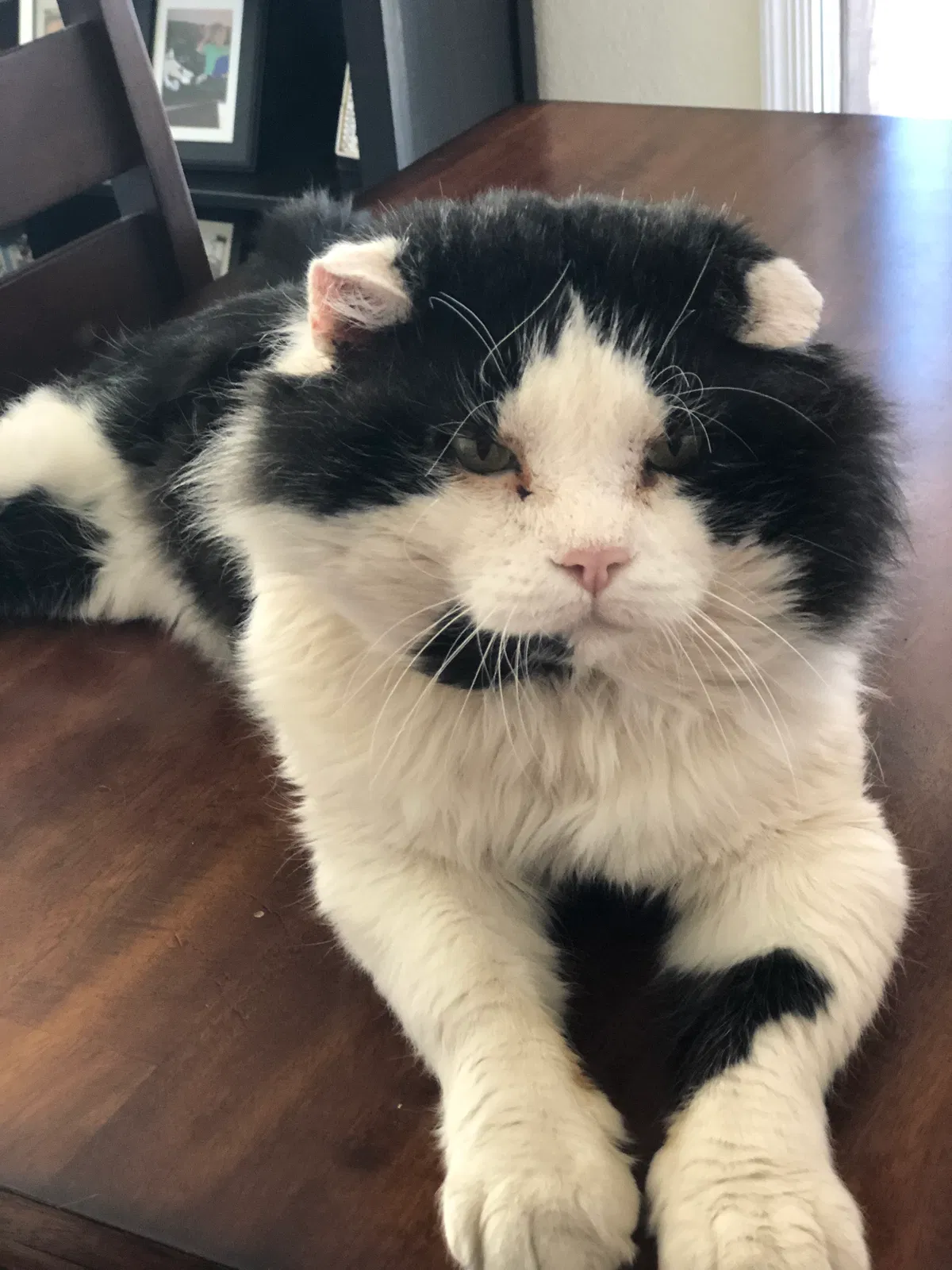 Lost cat in Surprise, AZ, 85379