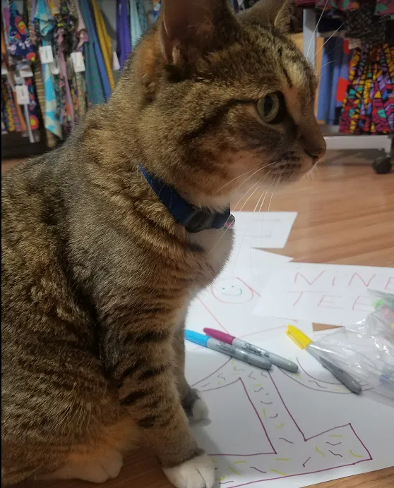 Lost cat in Laveen, AZ, 85339