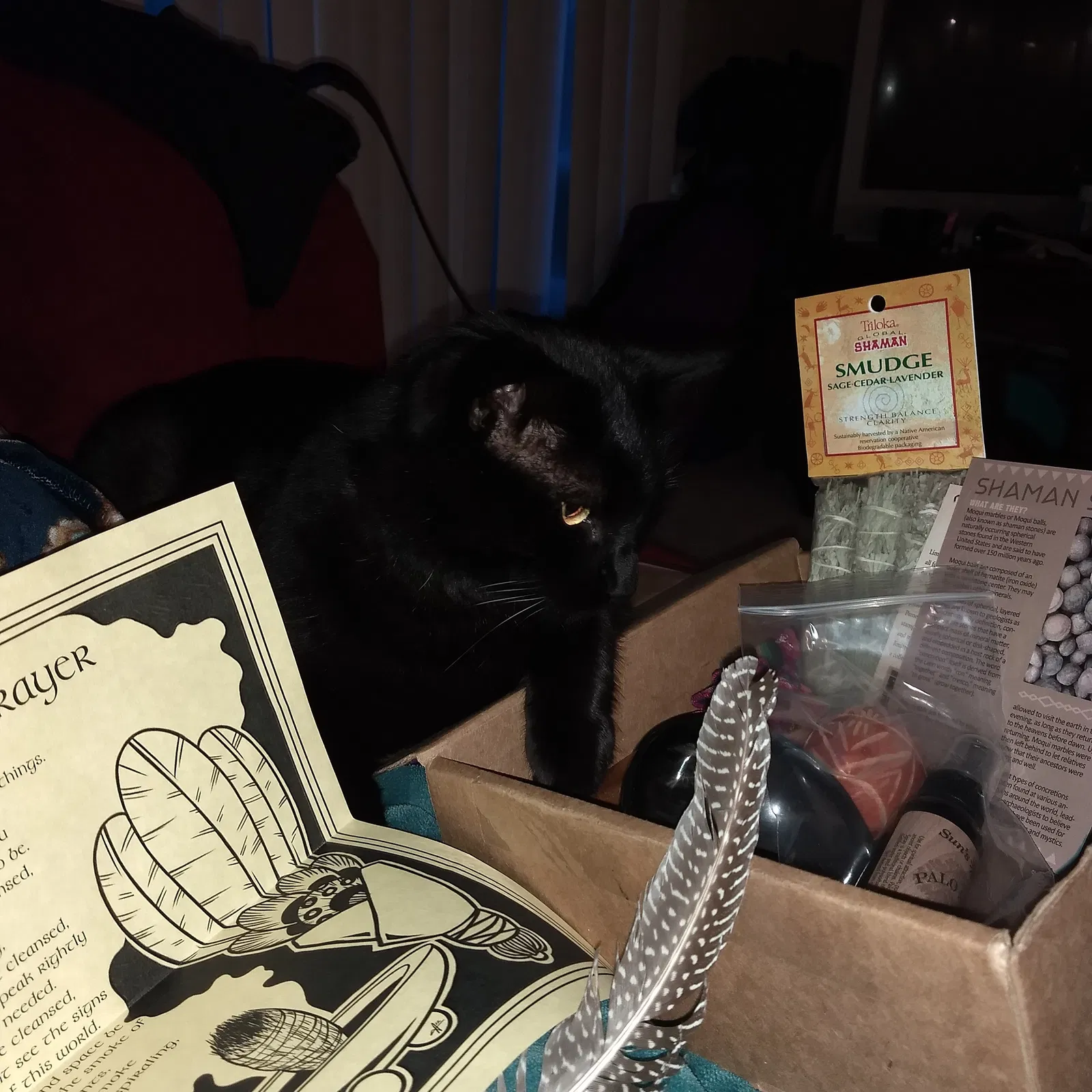 Lost cat in Fort Collins, CO, 80526