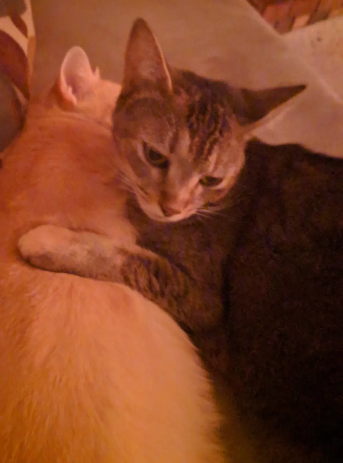 Lost cat in Palm Harbor, FL, 34683