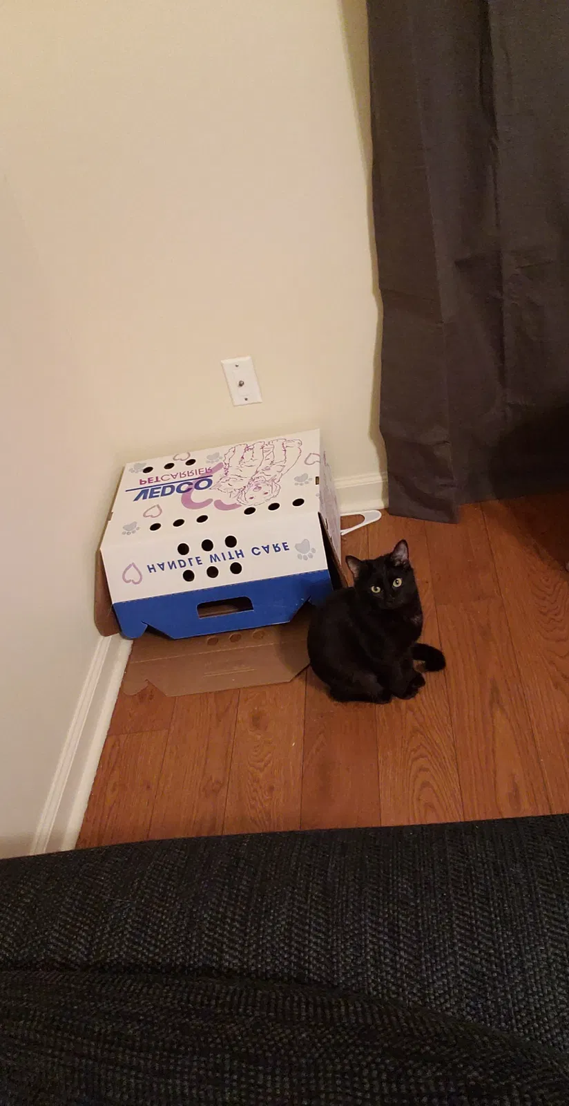 Lost cat in Bowling Green, KY, 42101