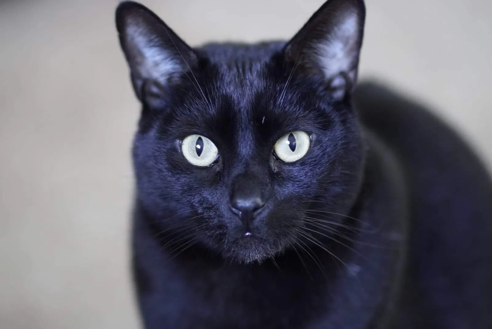 Lost cat in Berkeley, CA, 94709