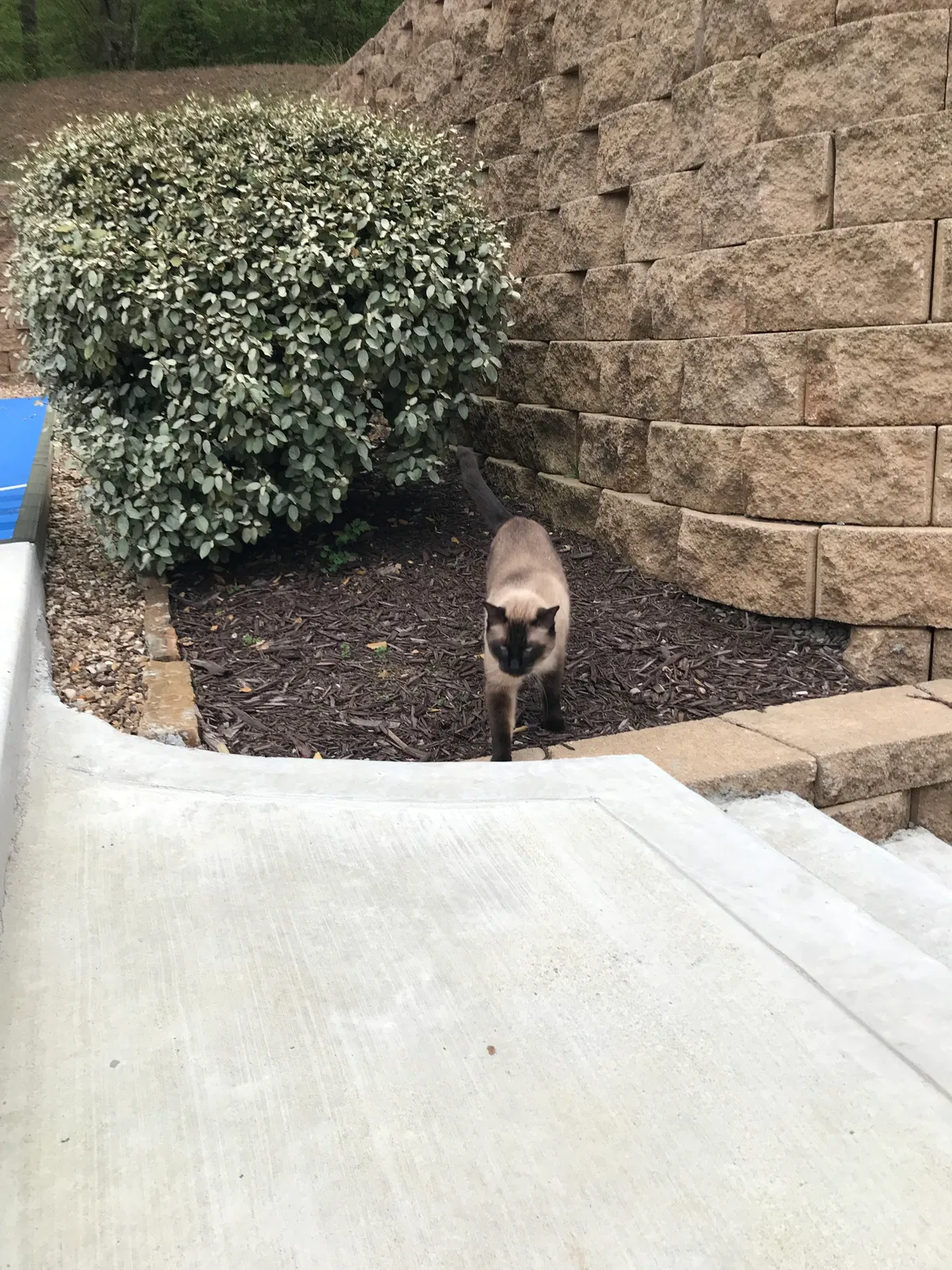 Lost cat in Fort Smith, AR, 72901
