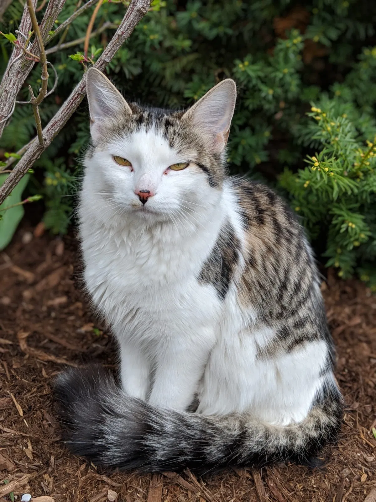 Lost cat in Pleasant Grove, UT, 84062