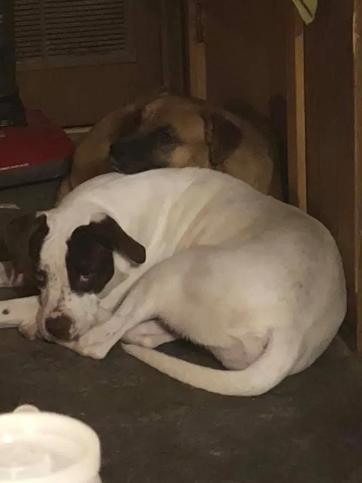Lost dog in Nineveh, IN, 46164
