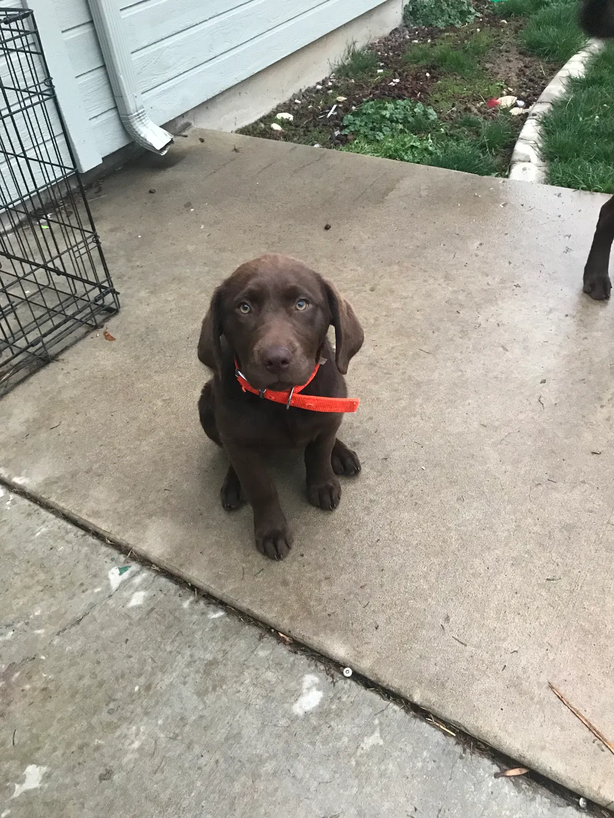Lost dog in Kuna, ID, 83634