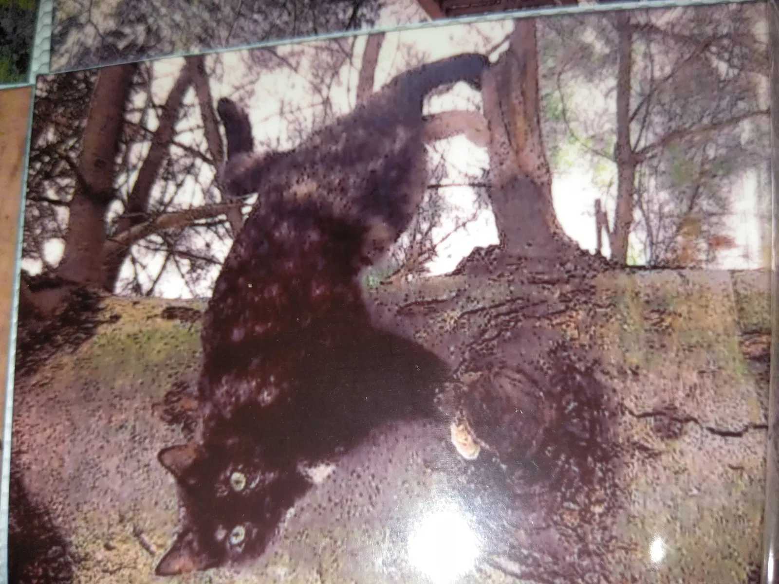 Lost cat in Pottstown, PA, 19464