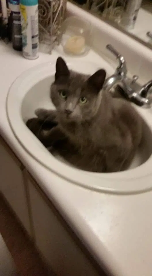Lost cat in Utica, MI, 48315