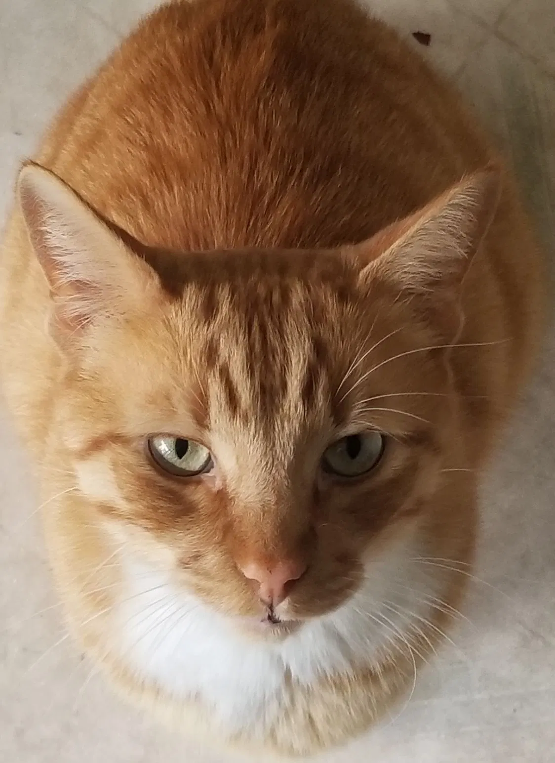 Lost cat in Sunnyvale, CA, 94087