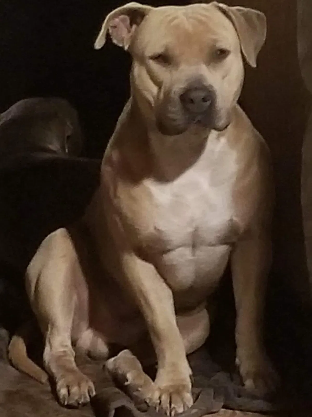 Lost dog in Okeechobee, FL, 34972