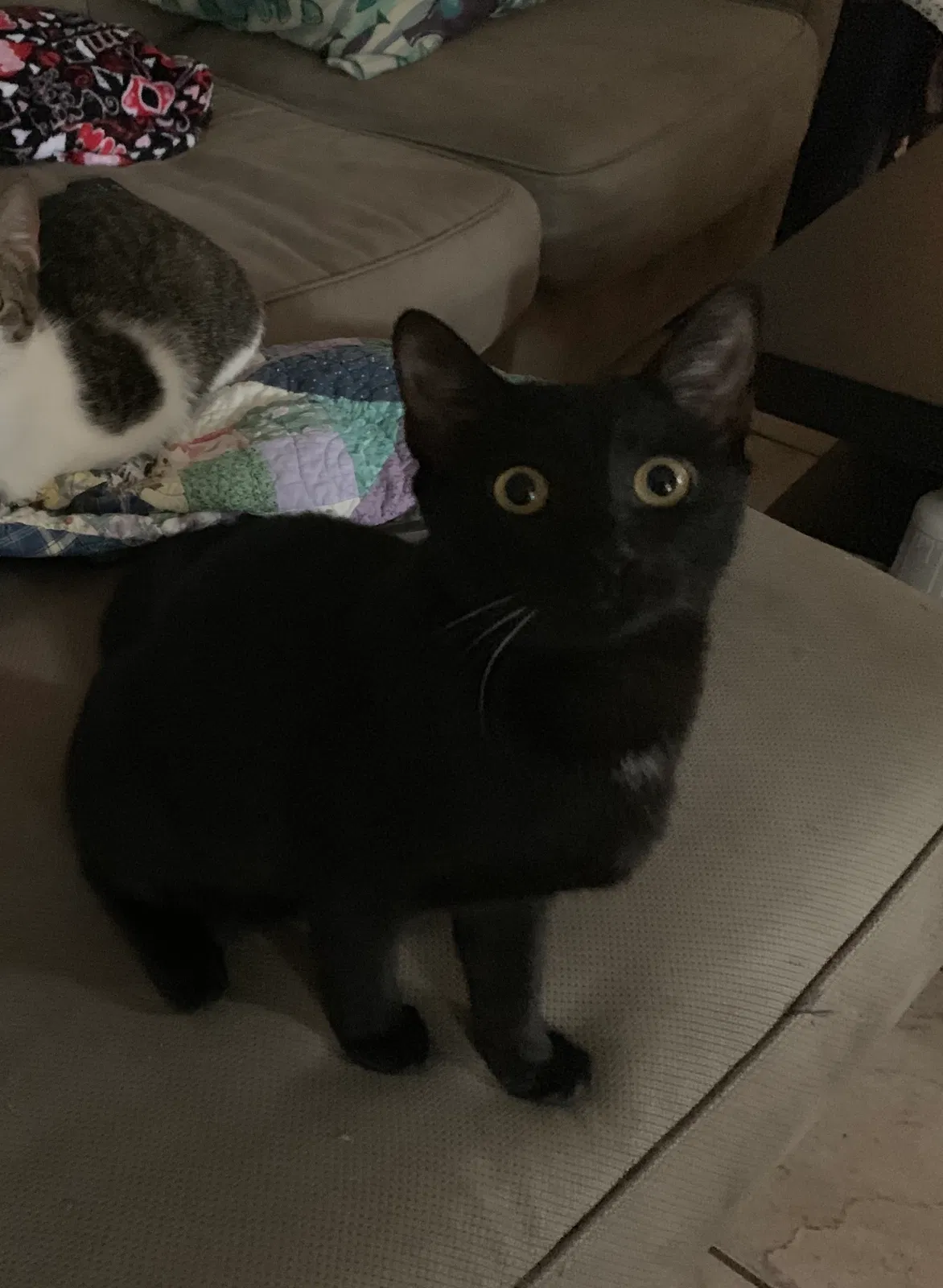 Lost cat in Clearwater, FL, 33760