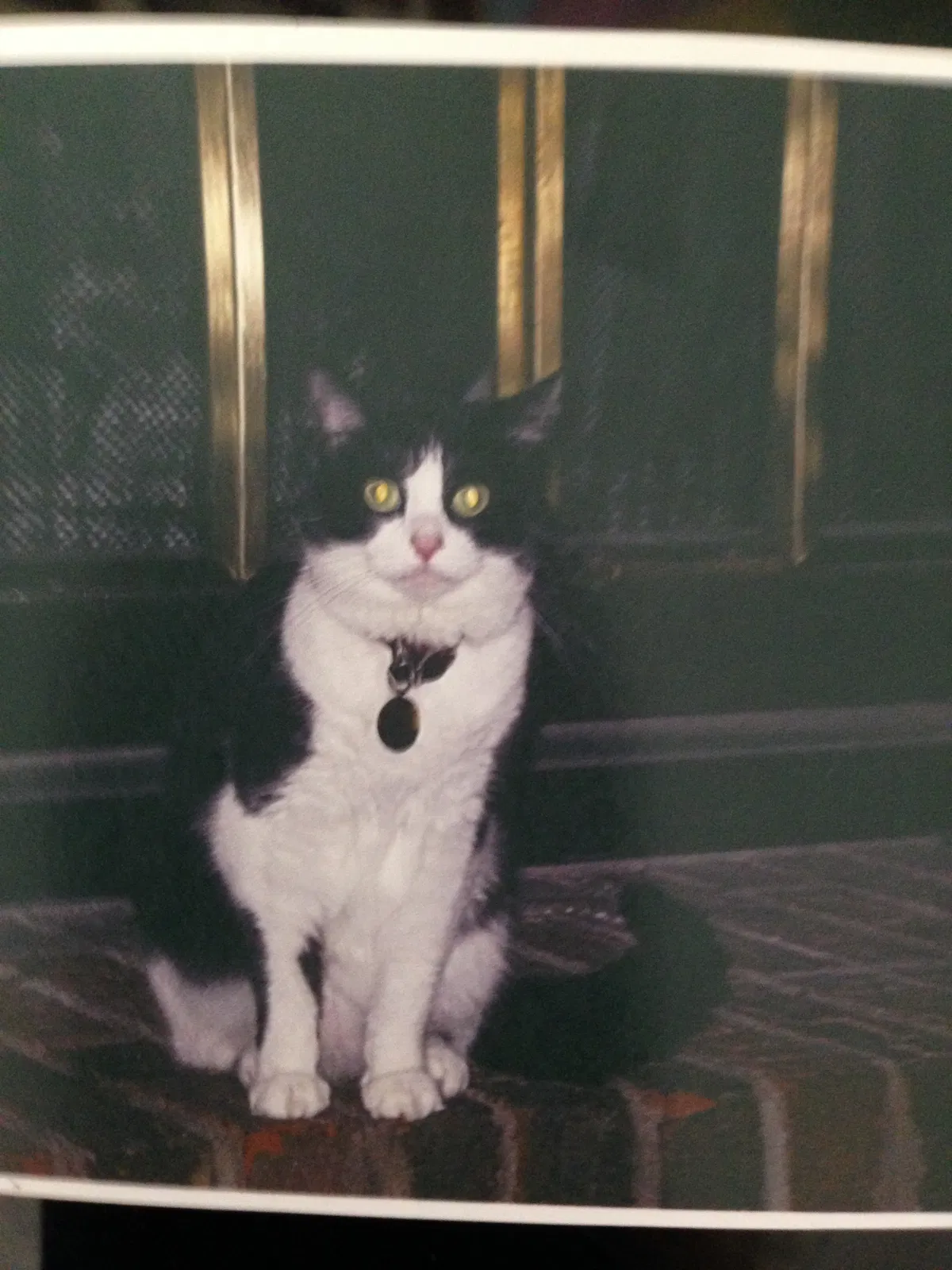 Lost cat in Lexington, KY, 40503
