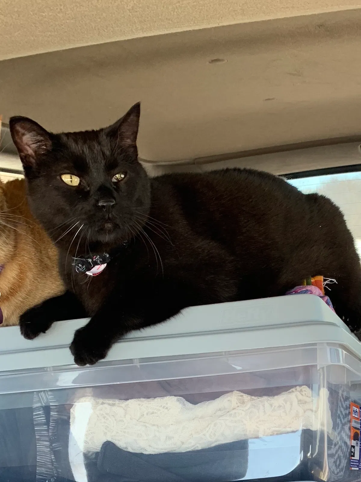 Lost cat in Flagstaff, AZ, 86004