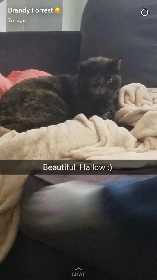 Lost cat in Platte City, MO, 64079