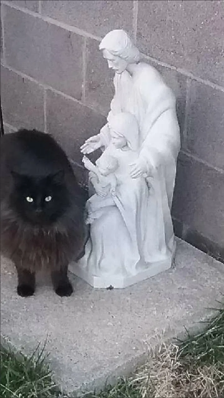 Lost cat in Batavia, OH, 45103