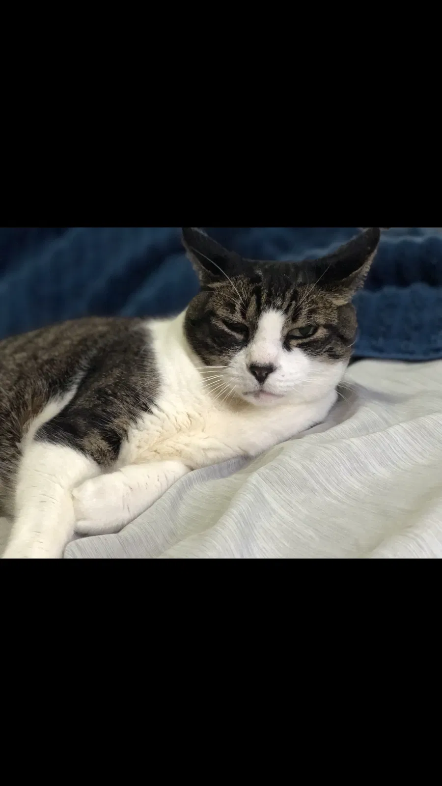 Lost cat in Greeley, CO, 80634