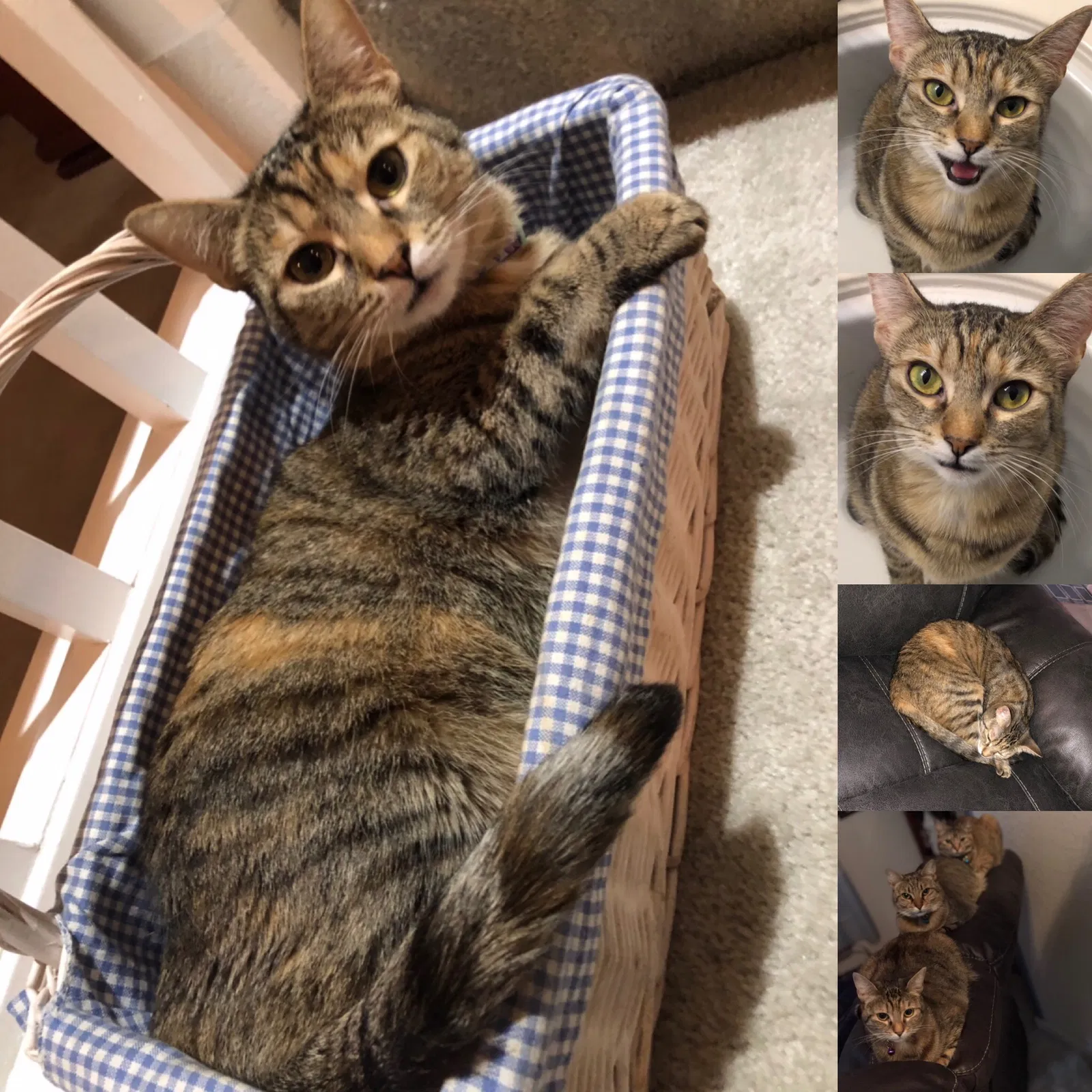 Lost cat in Unknown, CA, 94377