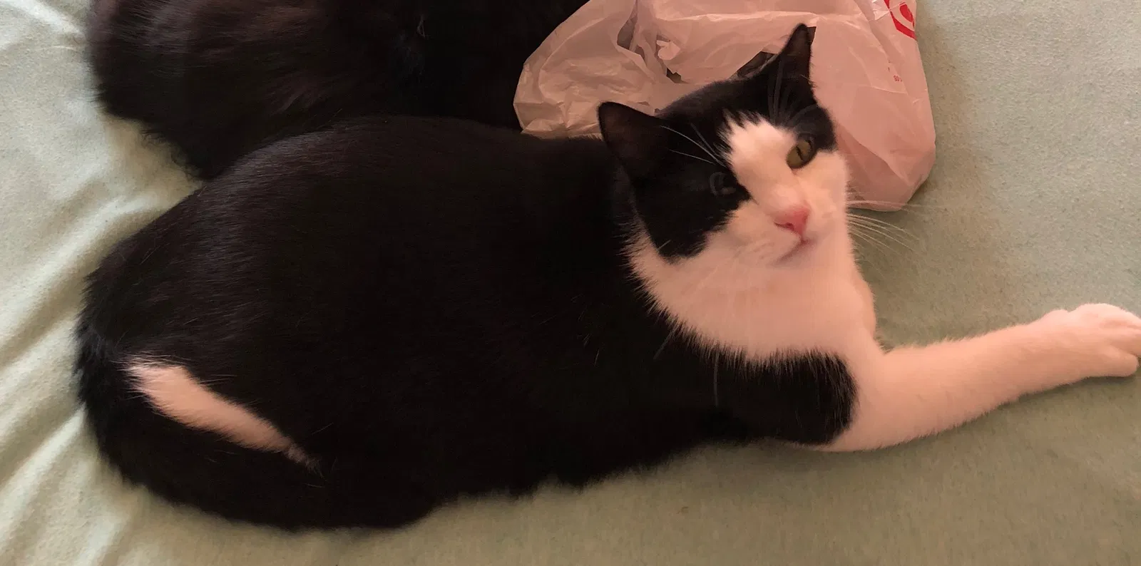 Lost cat in Allentown, PA, 18104