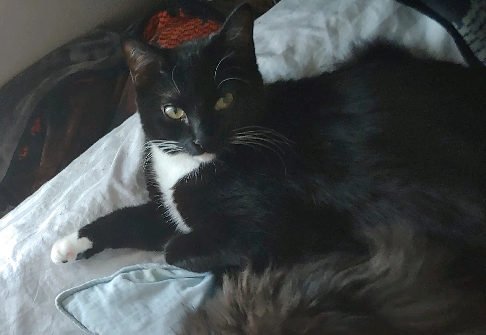 Lost cat in Cambridge, MN, 55008