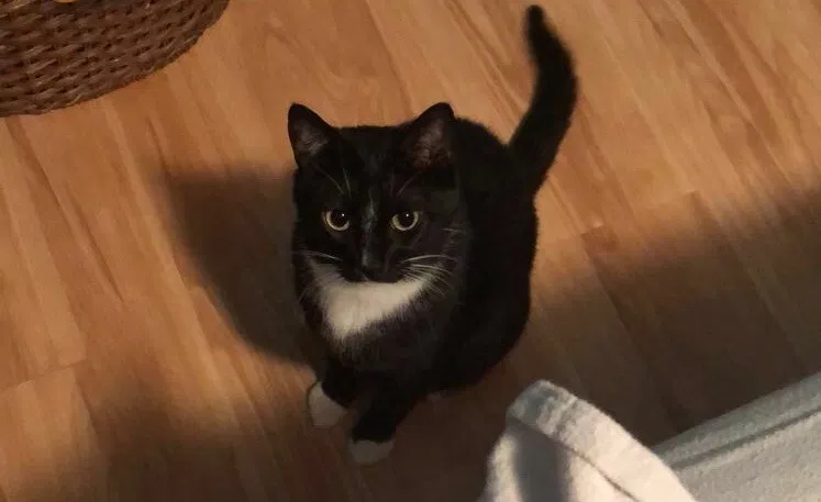 Lost cat in Morgan Hill, CA, 95037
