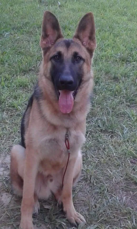Lost dog in Sunbright, TN, 37872