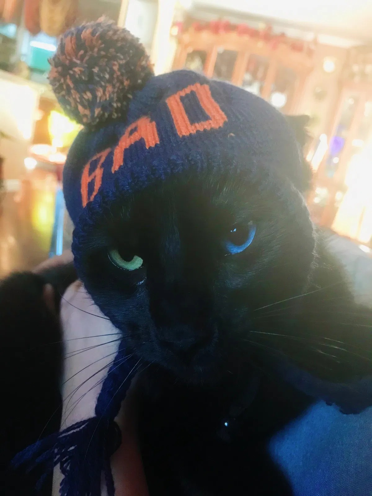Lost cat in Martinez, CA, 94553