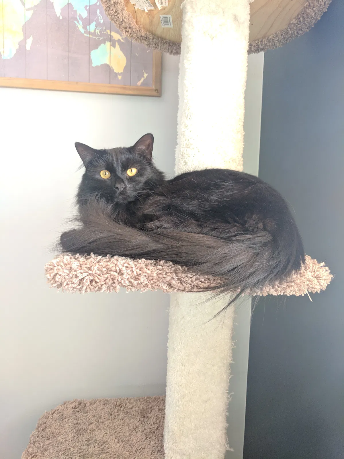 Lost cat in Lombard, IL, 60148