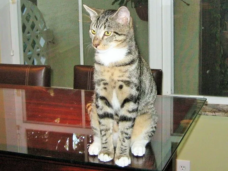 Lost cat in Port Saint Lucie, FL, 34986