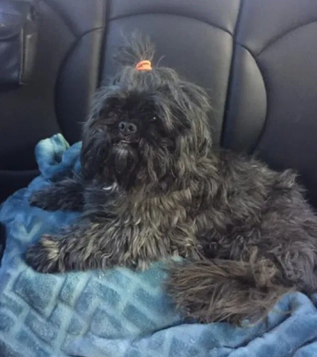 Lost dog in Maple Falls, WA, 98266