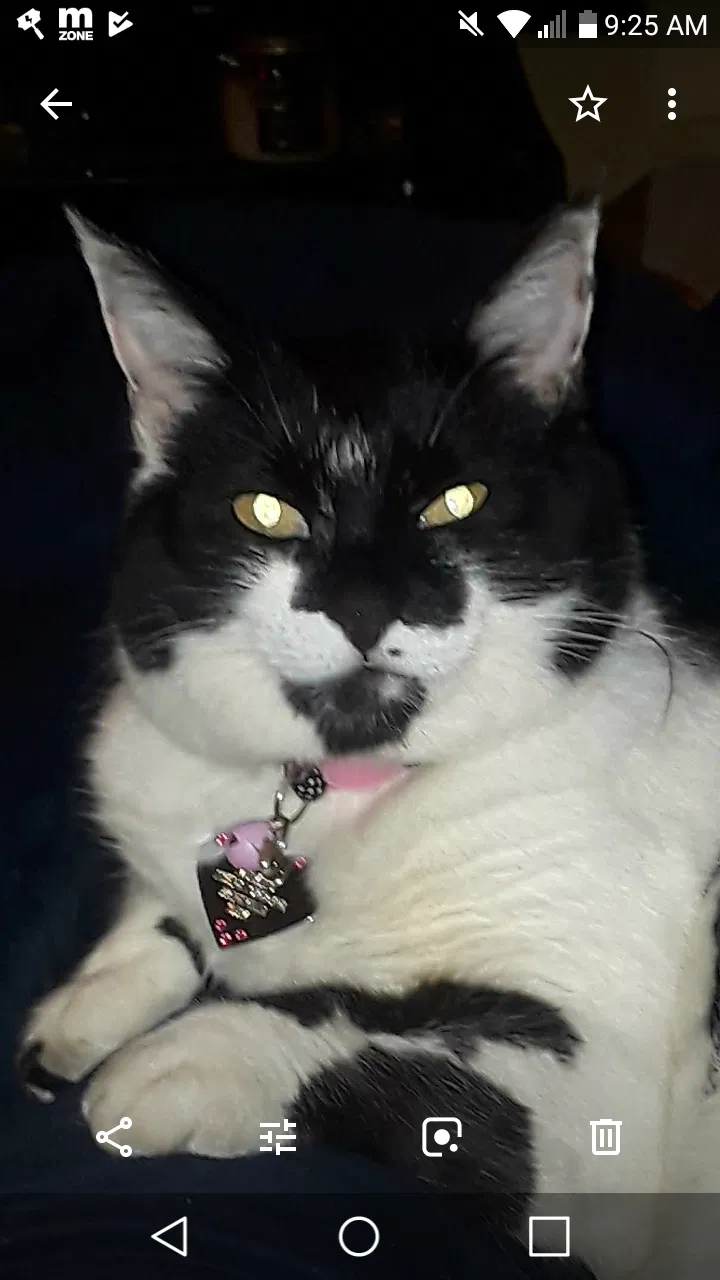 Lost cat in Prineville, OR, 97754