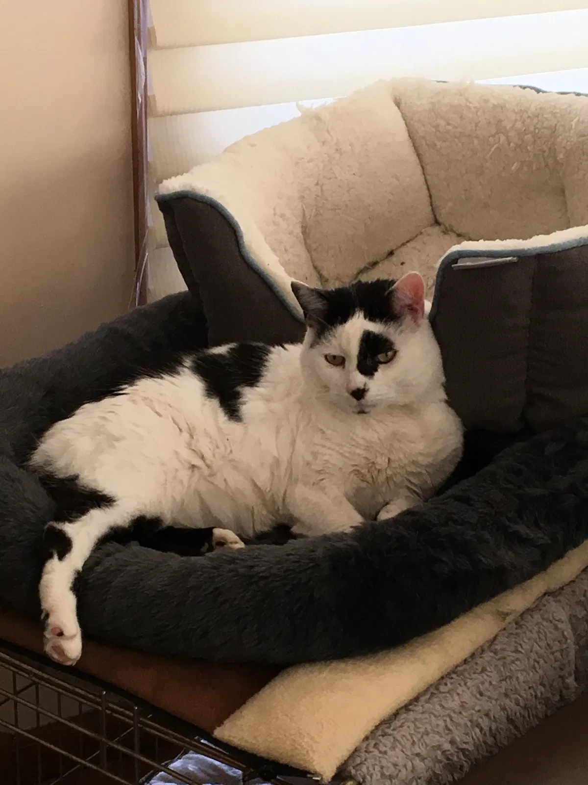 Lost cat in Staten Island, NY, 10314
