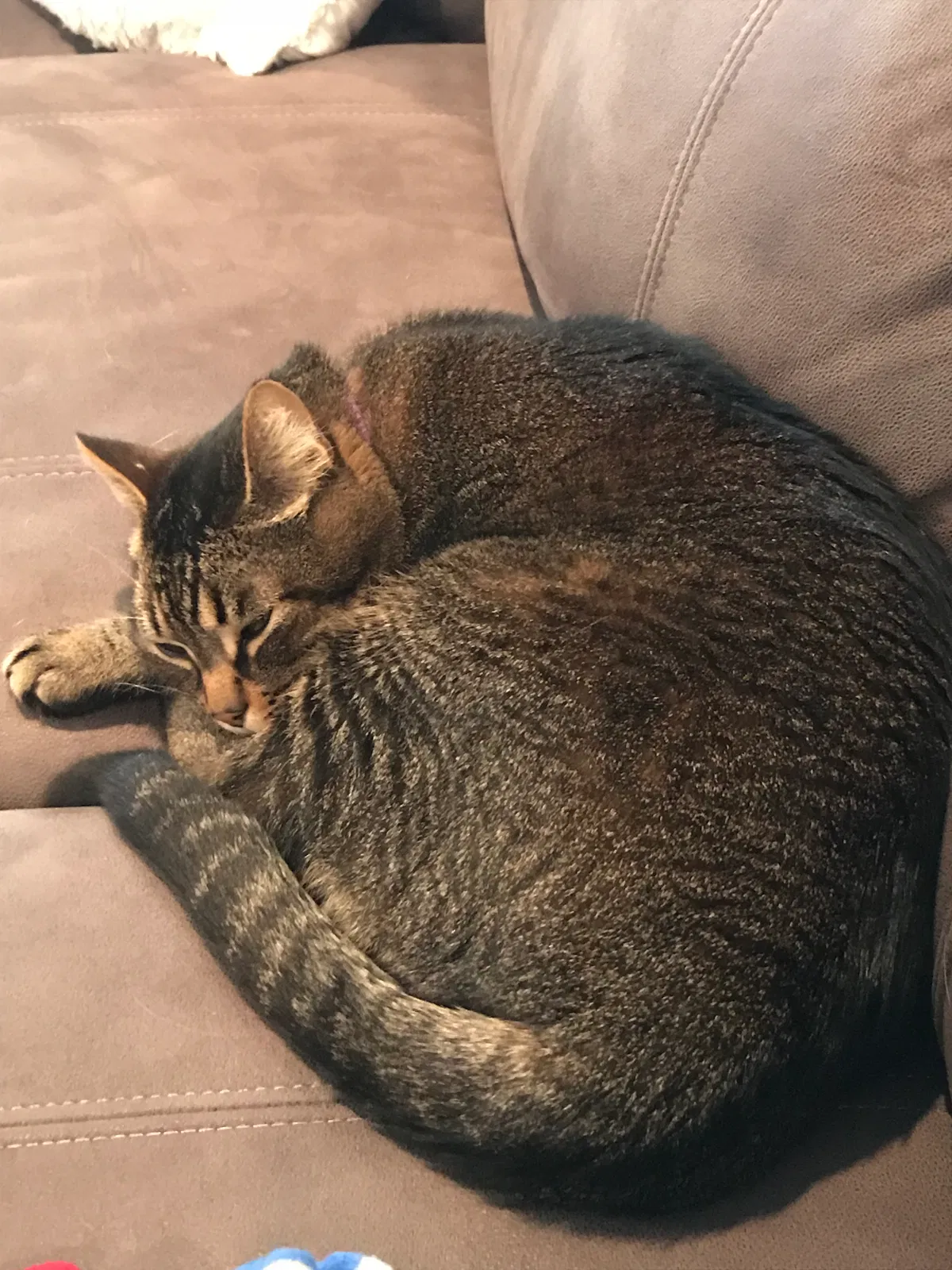 Lost cat in Gig Harbor, WA, 98329