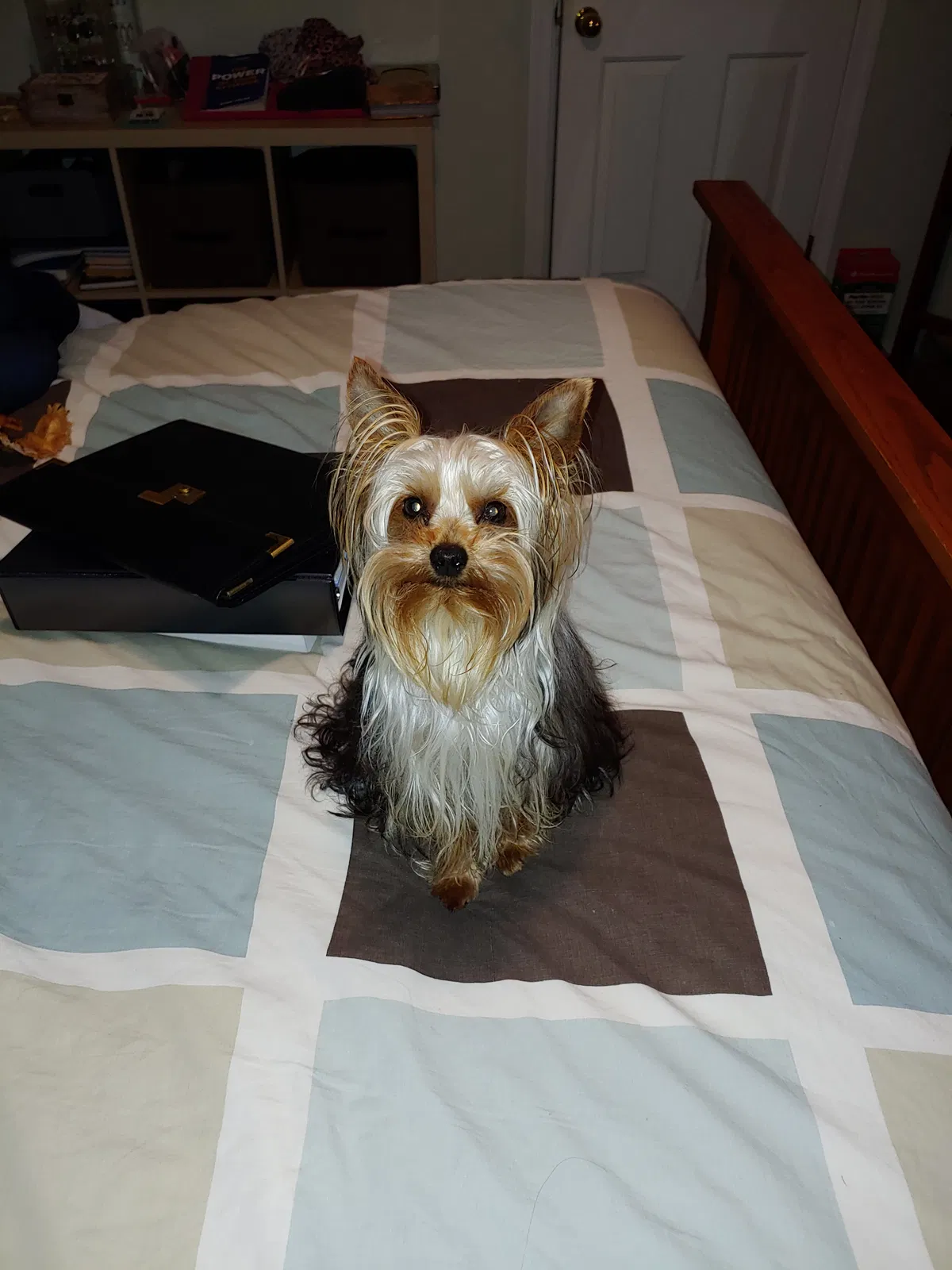 Lost dog in Rochester, WA, 98579