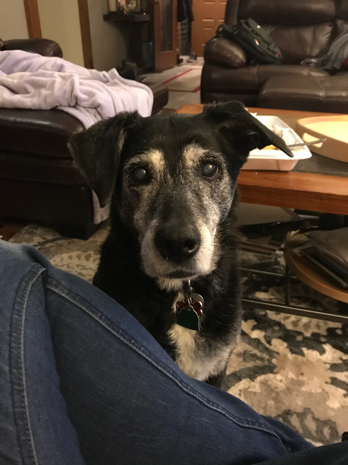 Lost dog in Lodi, WI, 53555