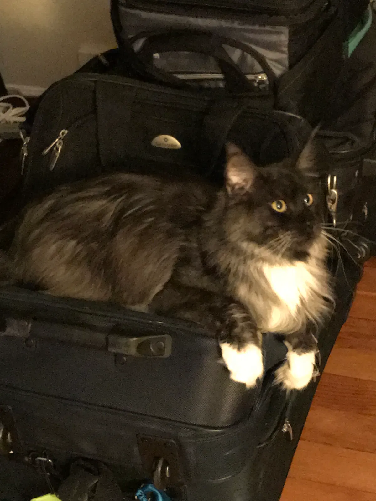 Lost cat in Niles, MI, 49120