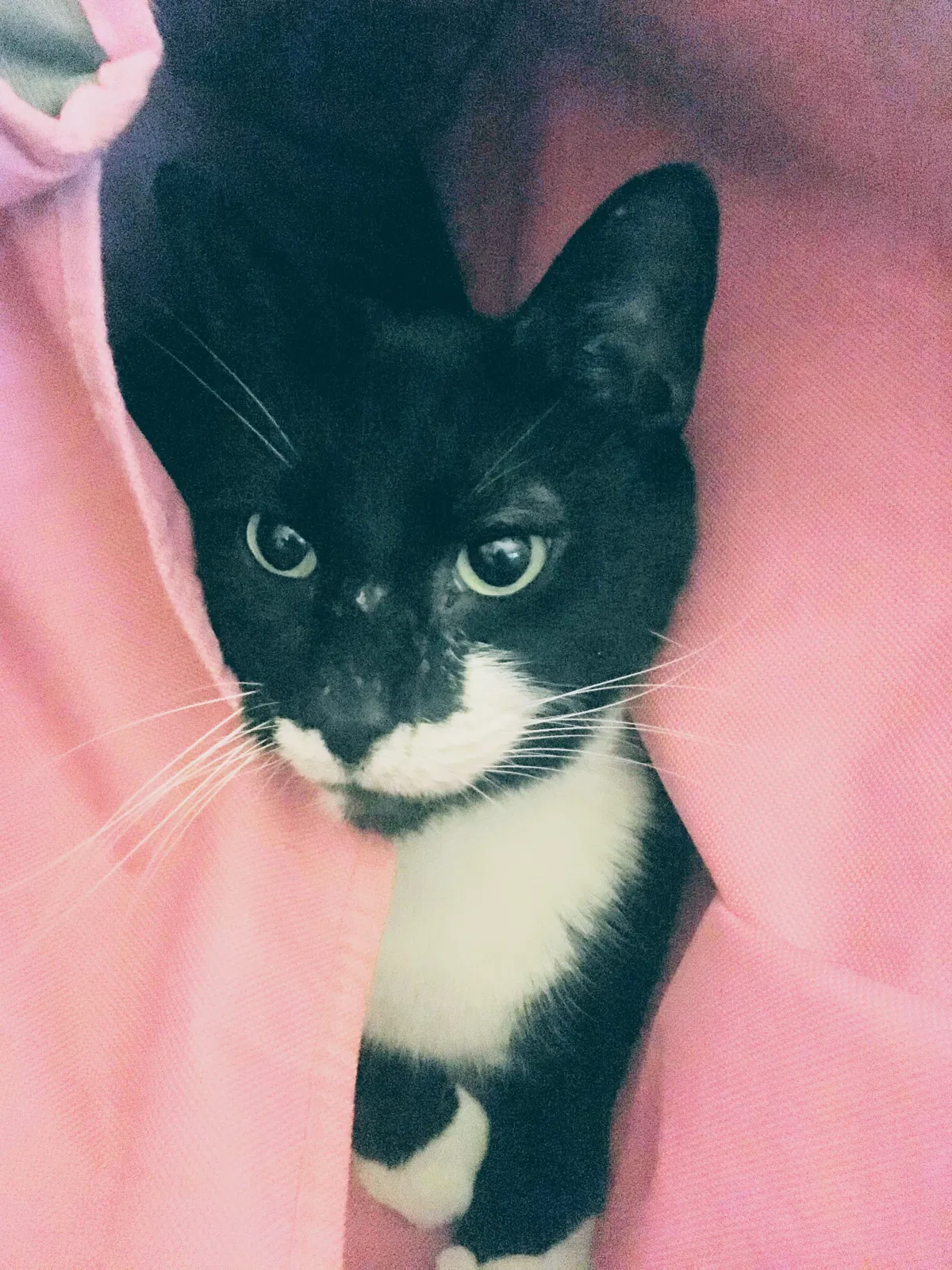 Lost cat in Baltimore, MD, 21218
