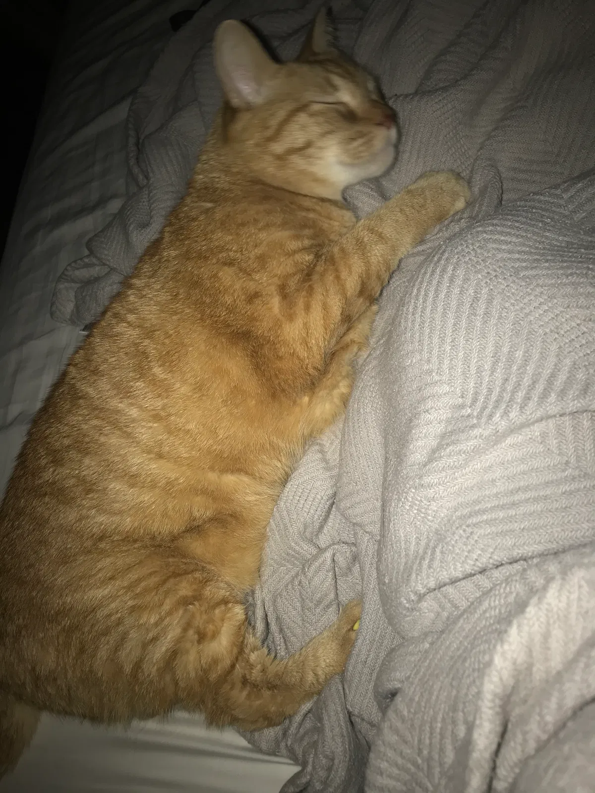 Lost cat in San Antonio, TX, 78238