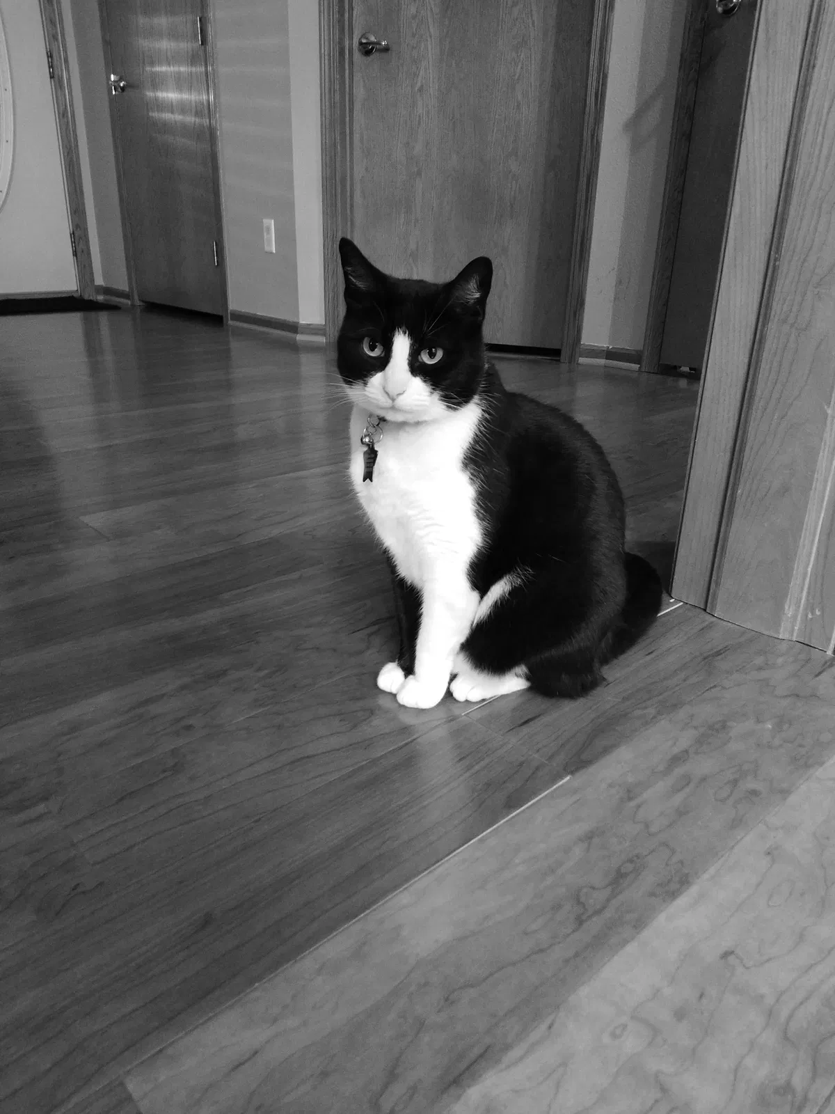Lost cat in New Richmond, WI, 54017