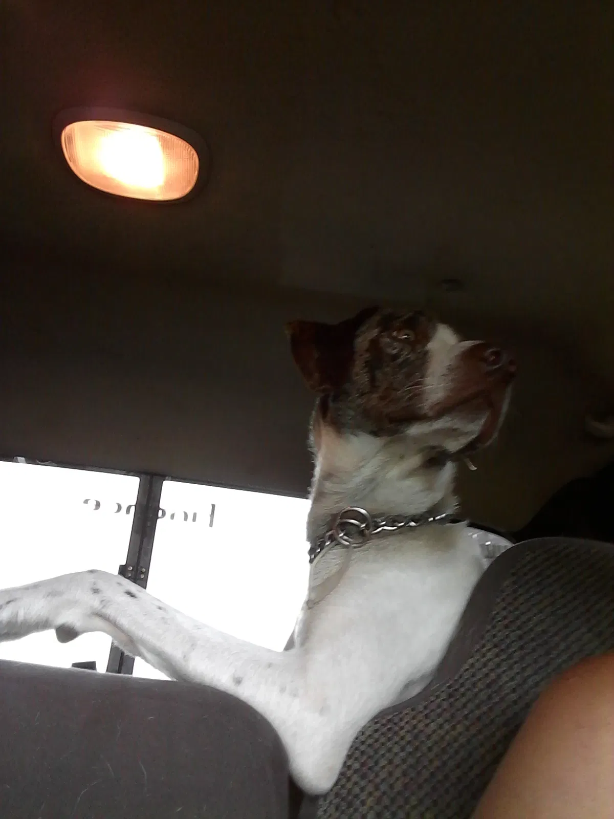 Lost dog in Le Roy, MN, 55951