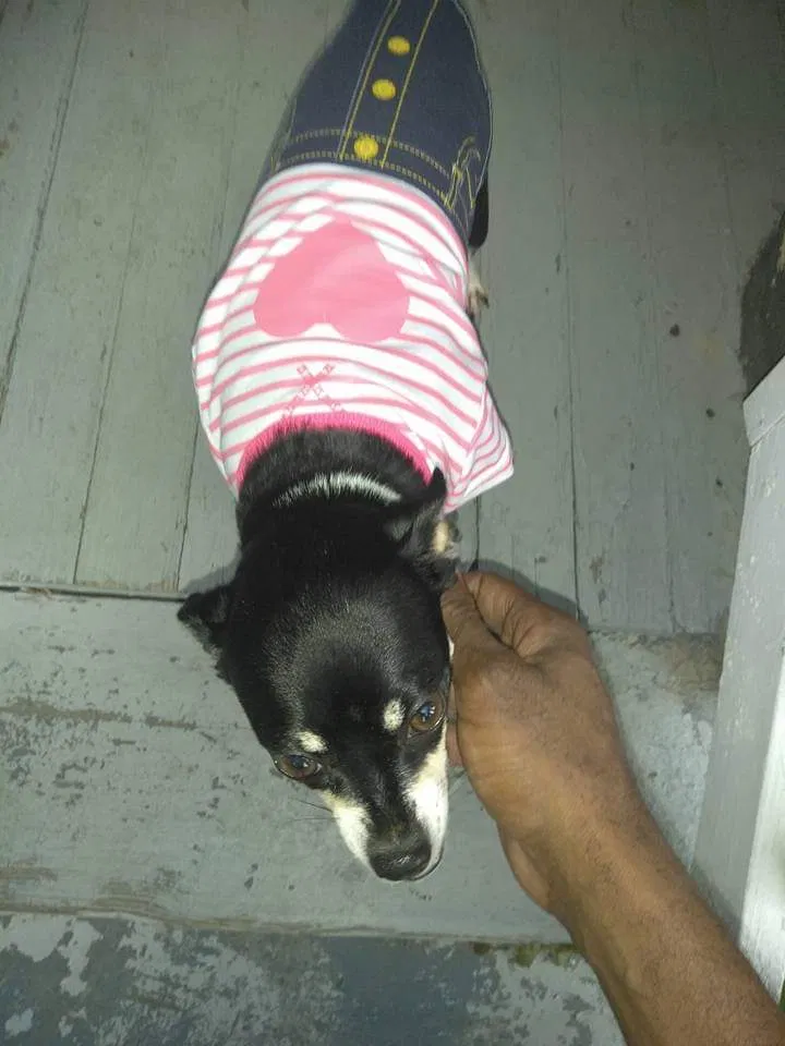 Lost dog in Cleveland, OH, 44108