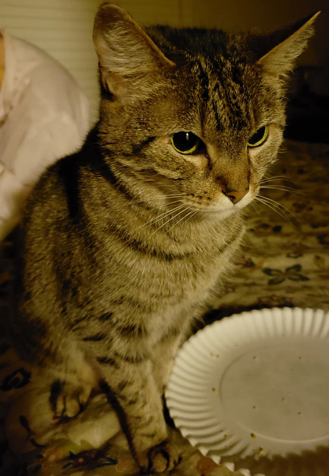 Lost cat in Memphis, TN, 38122