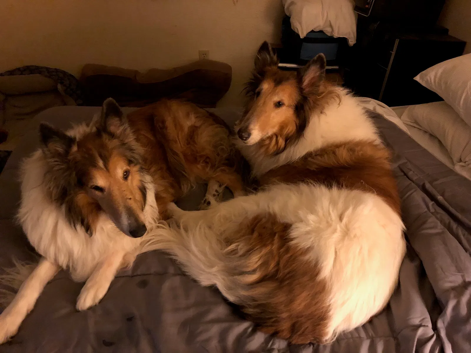 Lost dog in Las Vegas, NV, 89115