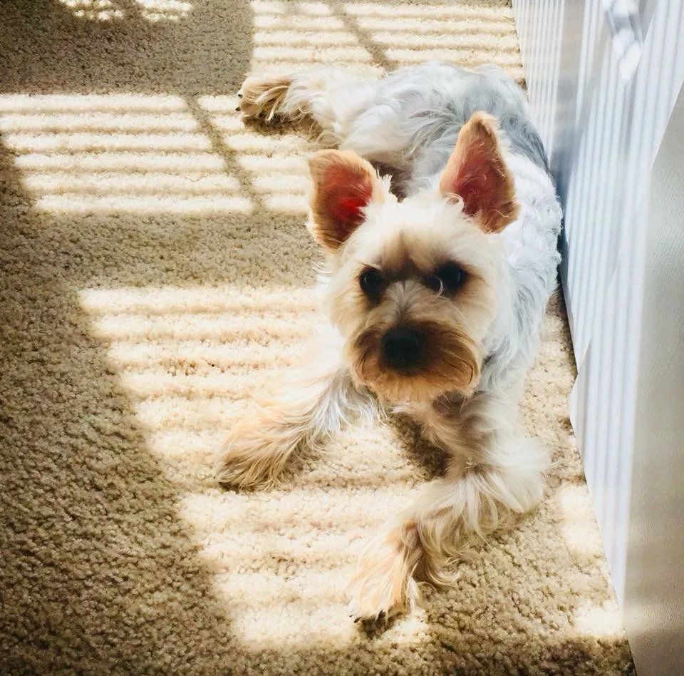 Lost dog in Monroe, NC, 28110