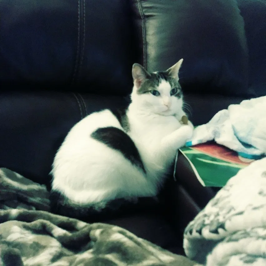 Lost cat in Oviedo, FL, 32765