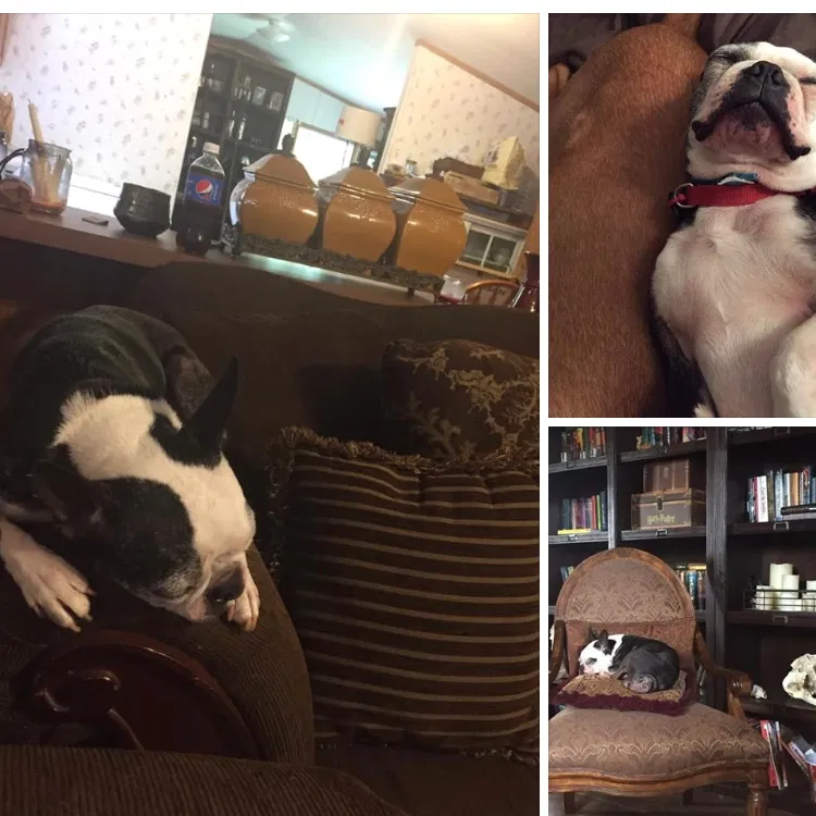 Lost dog in Lafayette, TN, 37083