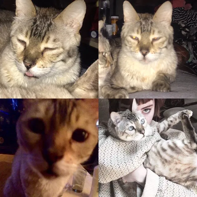 Lost cat in Scottsdale, AZ, 85257