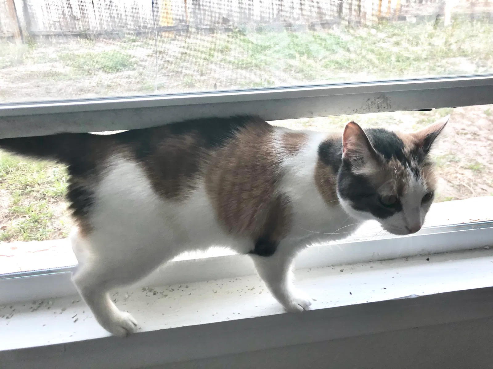 Lost cat in Holiday, FL, 34691