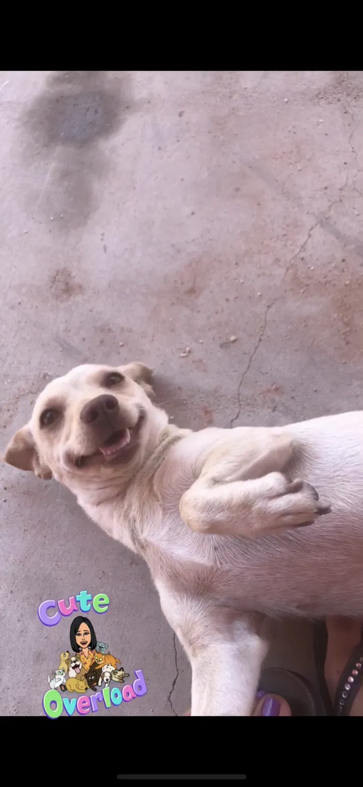 Lost dog in Tucson, AZ, 85705