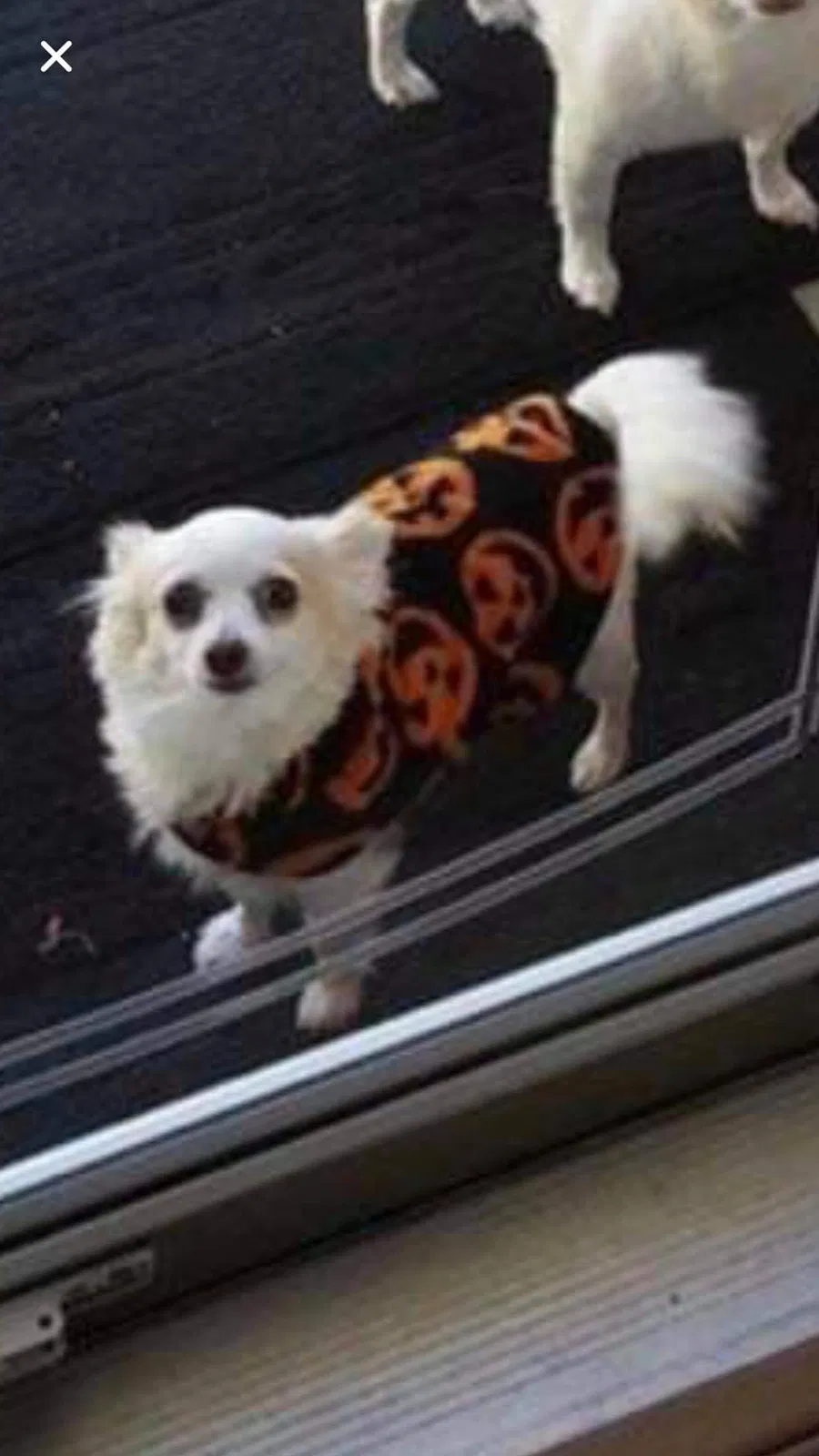 Lost dog in Erie, PA, 16504