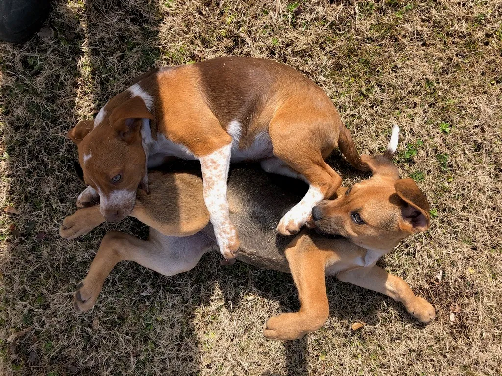 Lost dog in Leland, NC, 28451